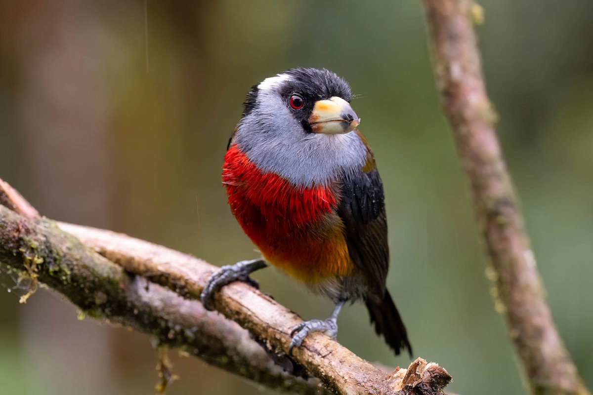 Toucan Barbet - ML624244510