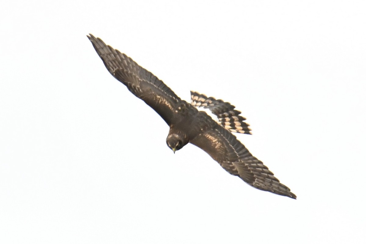 Northern Harrier - ML624244512