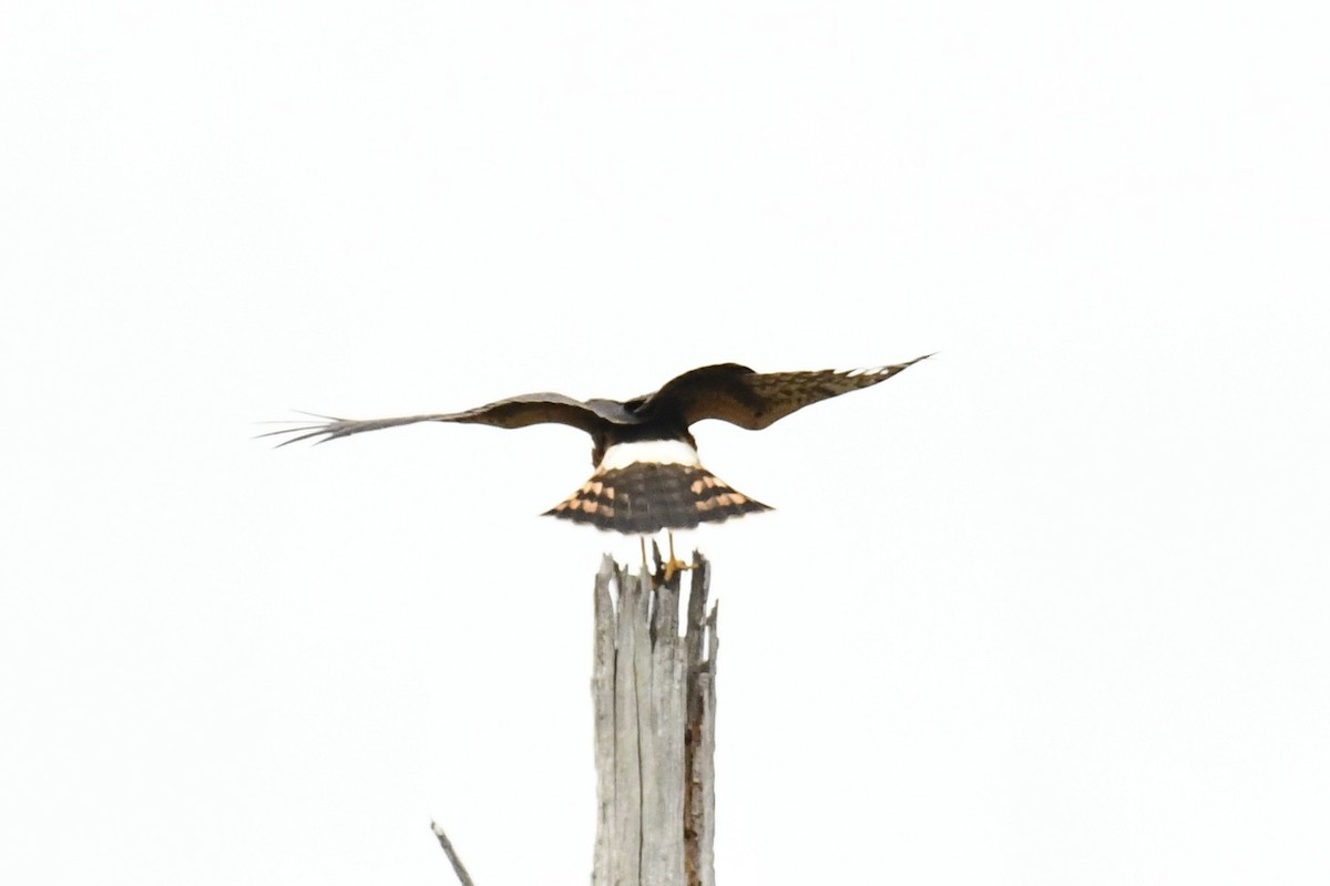 Northern Harrier - ML624244513