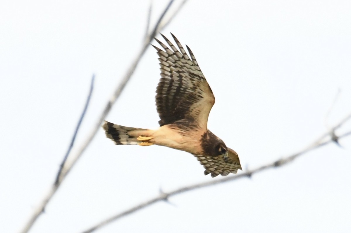 Northern Harrier - ML624244514