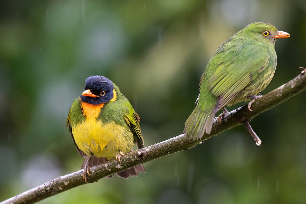 Orange-breasted Fruiteater - ML624244522