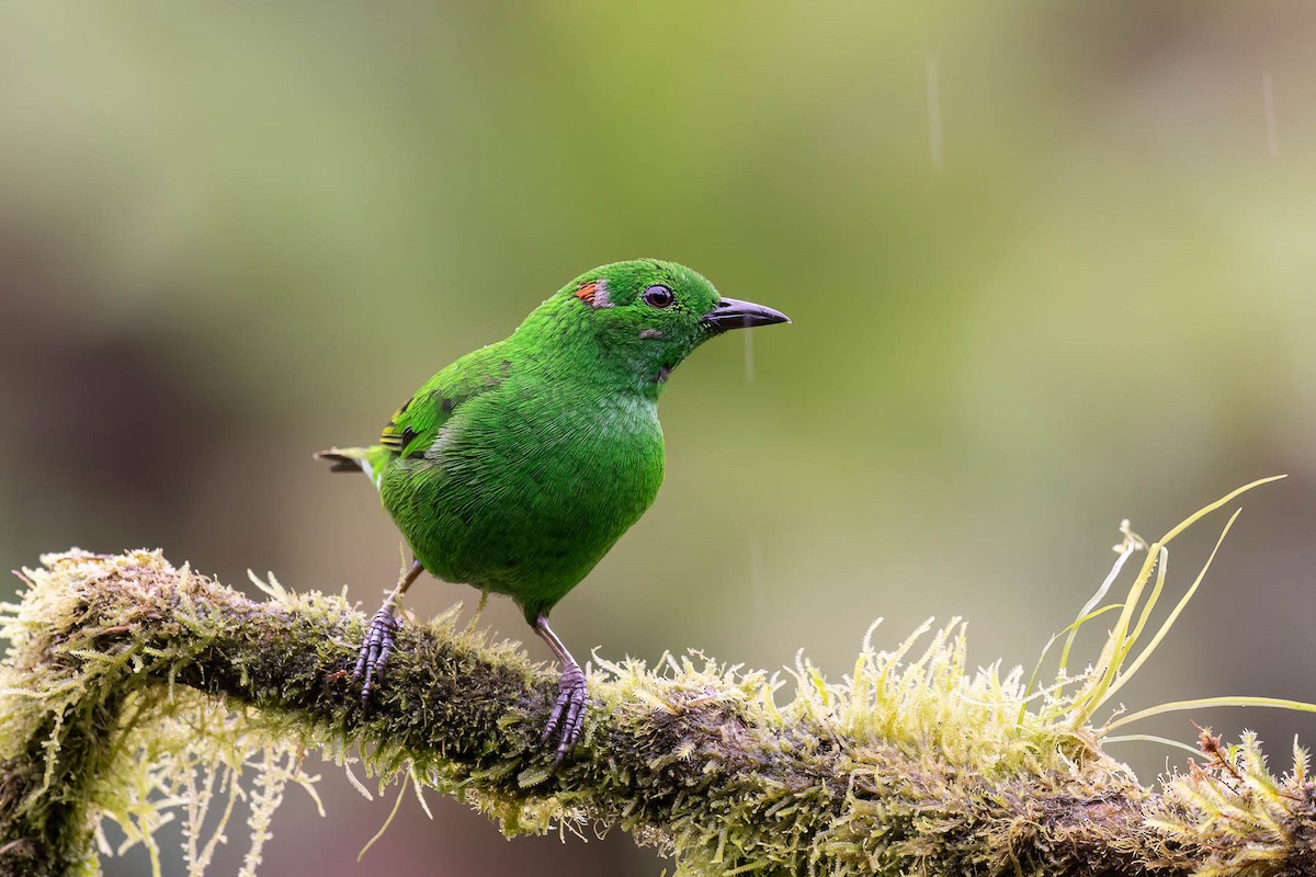 Glistening-green Tanager - Scott Olmstead