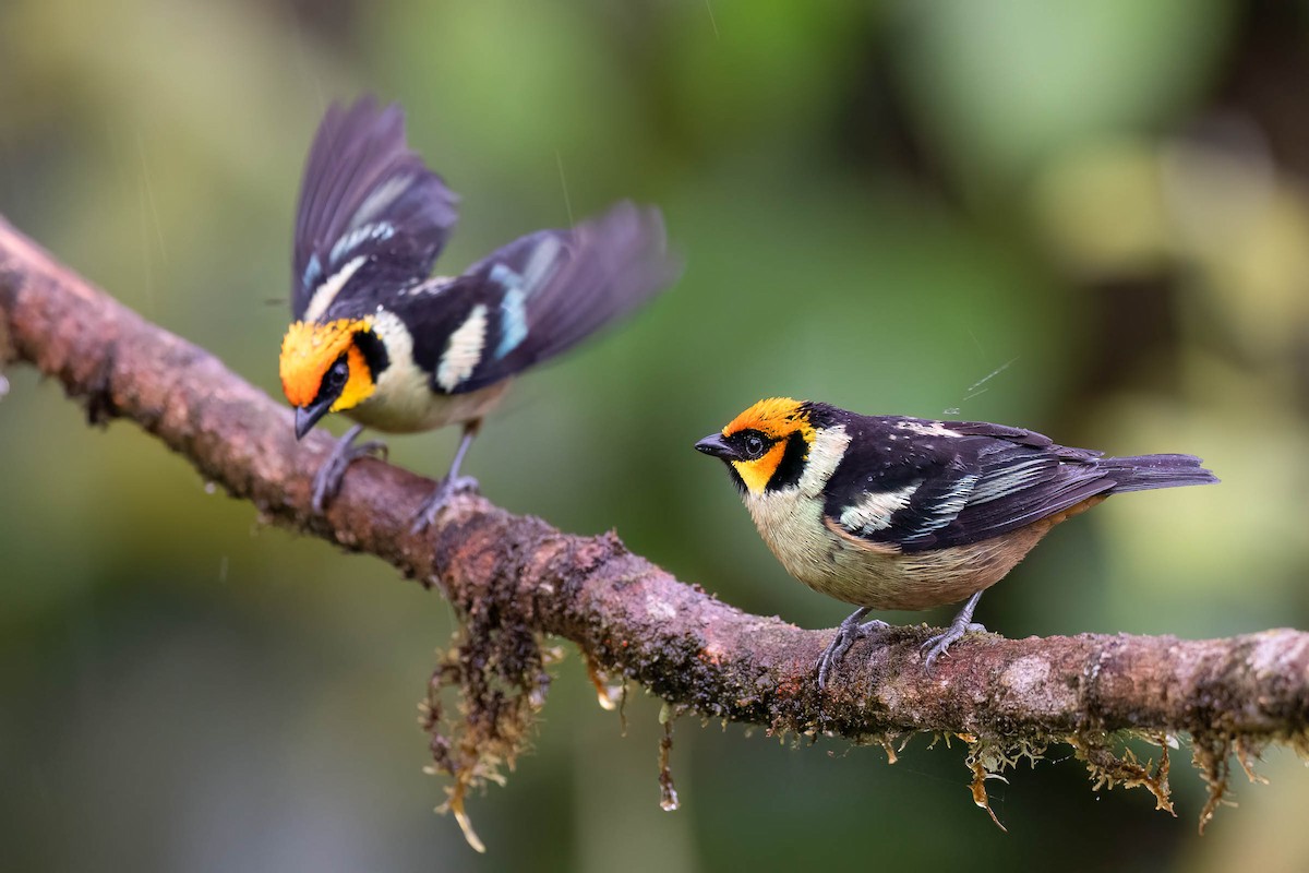 Flame-faced Tanager (Yellow-faced) - ML624244531