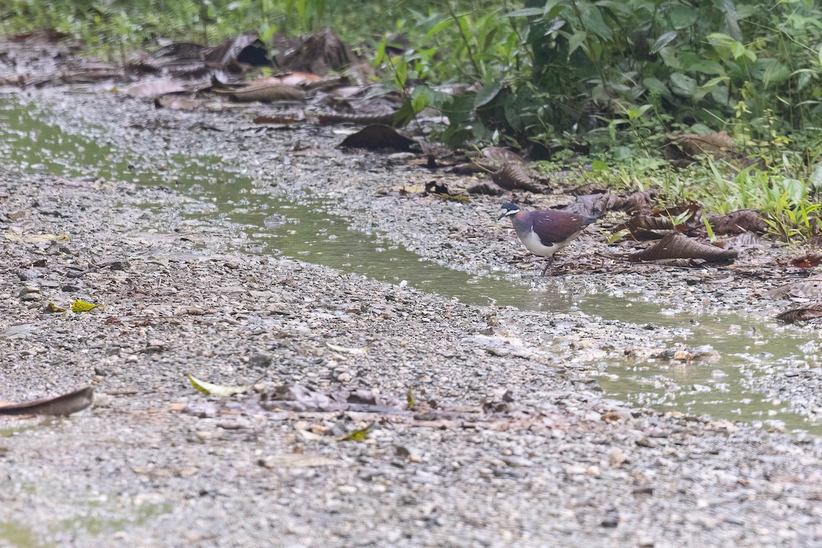 Purple Quail-Dove - ML624244544