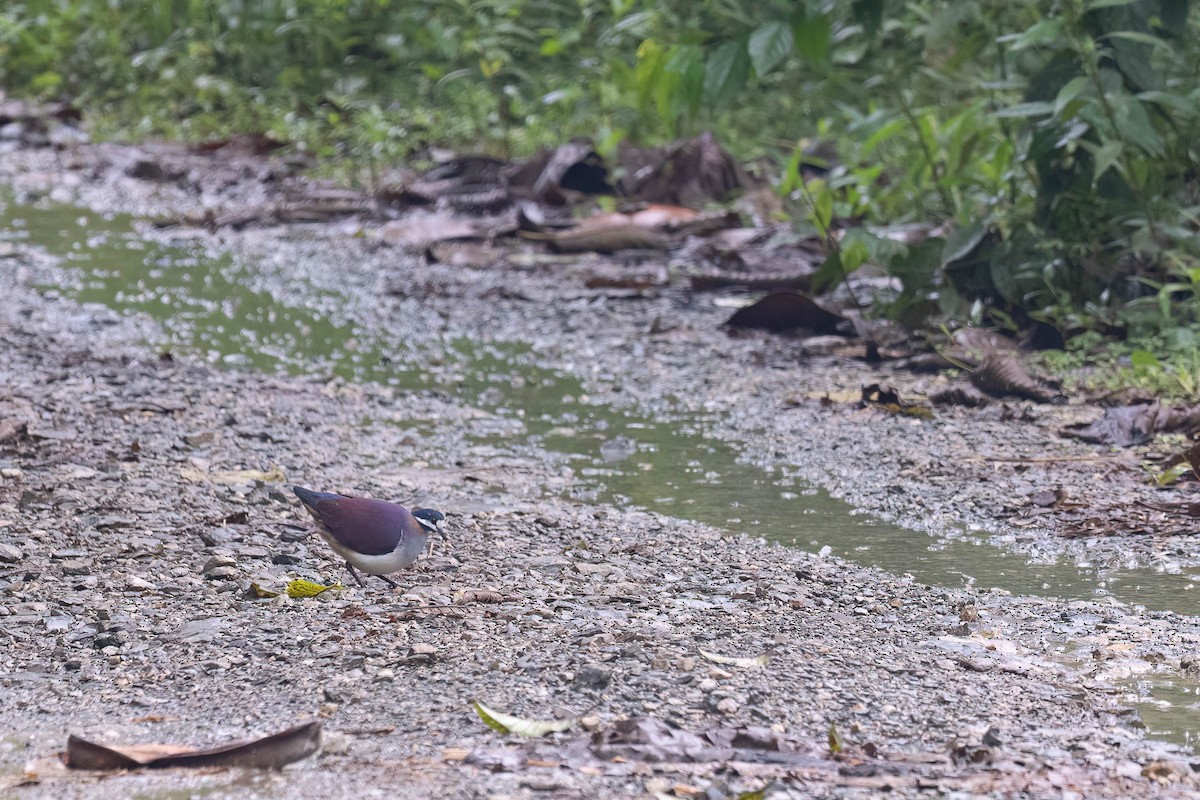 Purple Quail-Dove - ML624244545