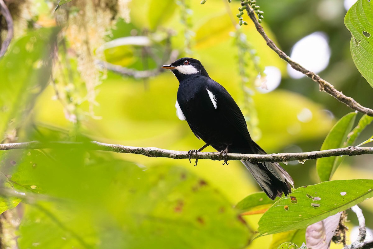 Black Solitaire - ML624244557