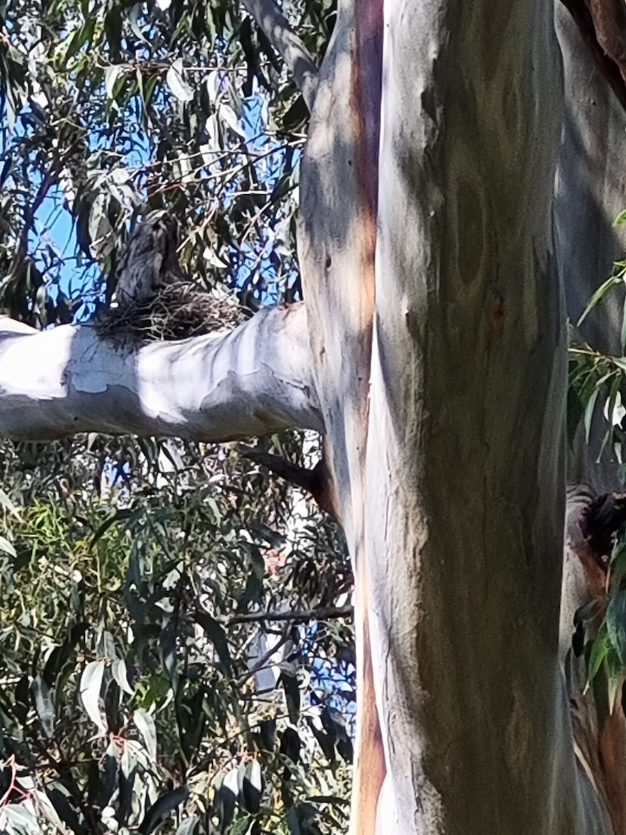 Tawny Frogmouth - ML624244569