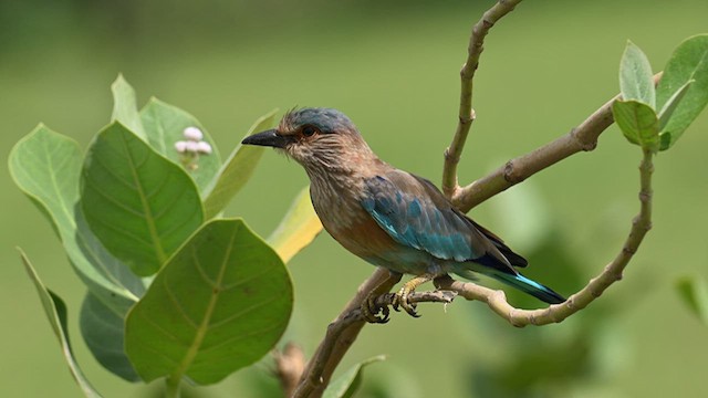Indian Roller - ML624244592