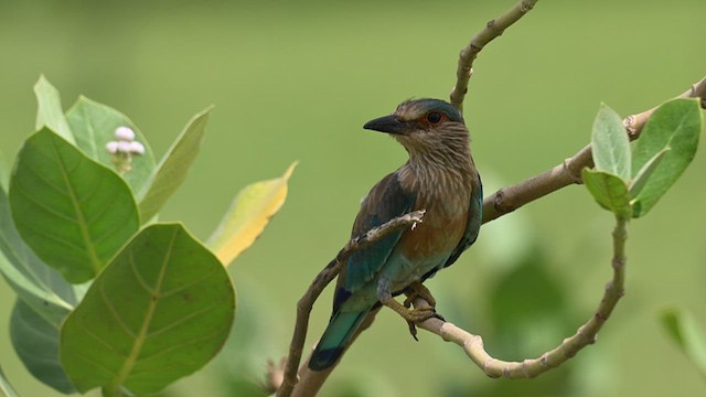 Indian Roller - ML624244593