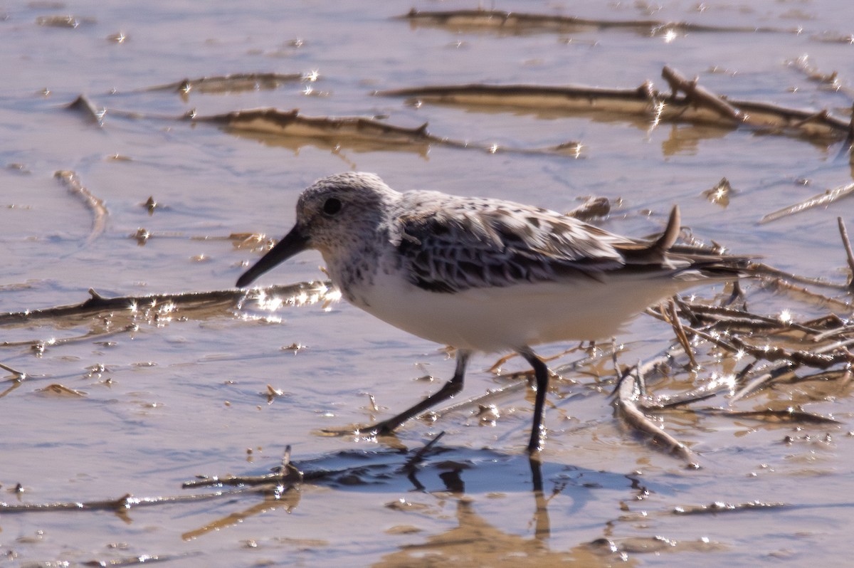 Sanderling - Joe Tuvell