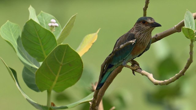 Indian Roller - ML624244634