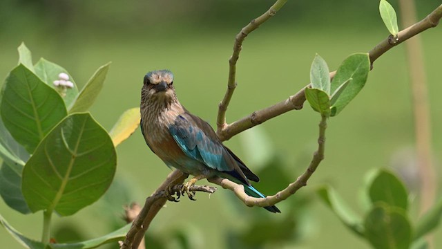 Indian Roller - ML624244636