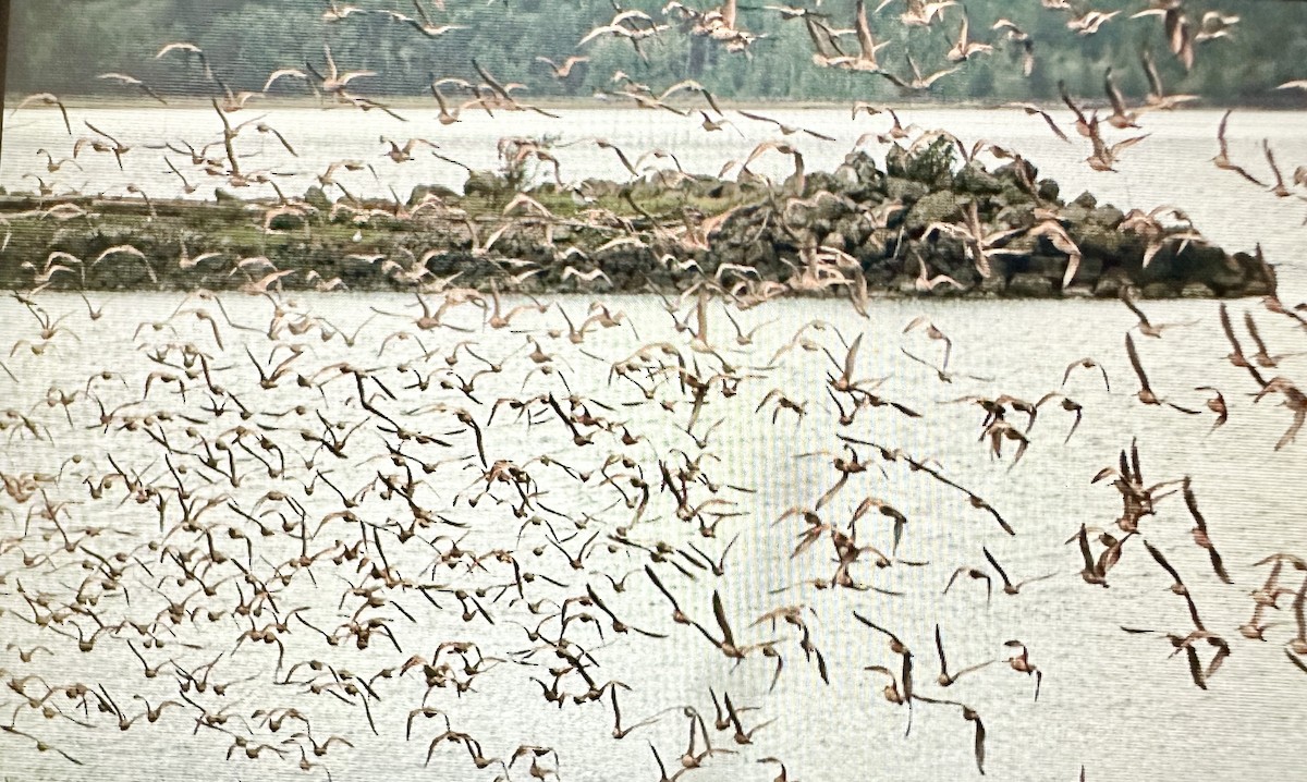 Marbled Godwit - Darchelle Worley