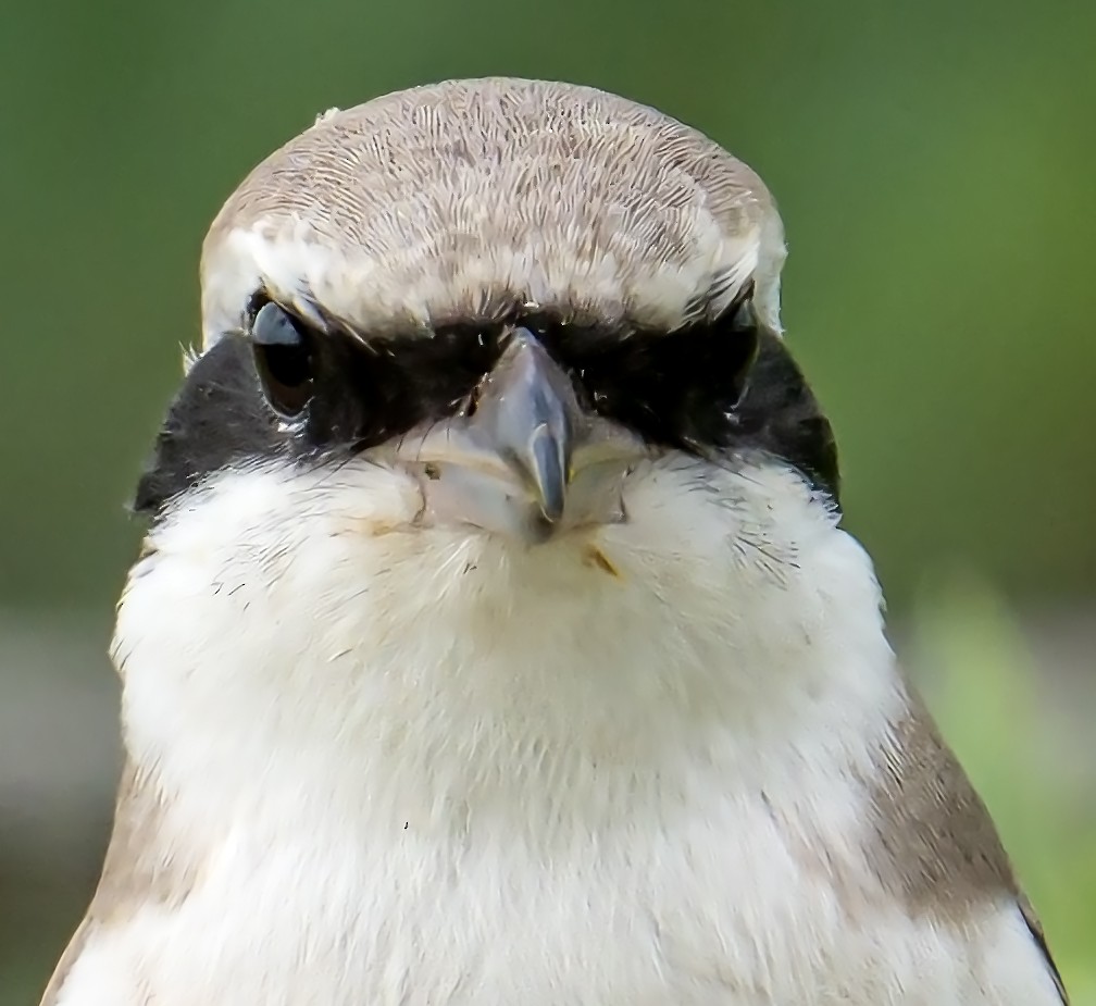 Red-tailed Shrike - ML624244670