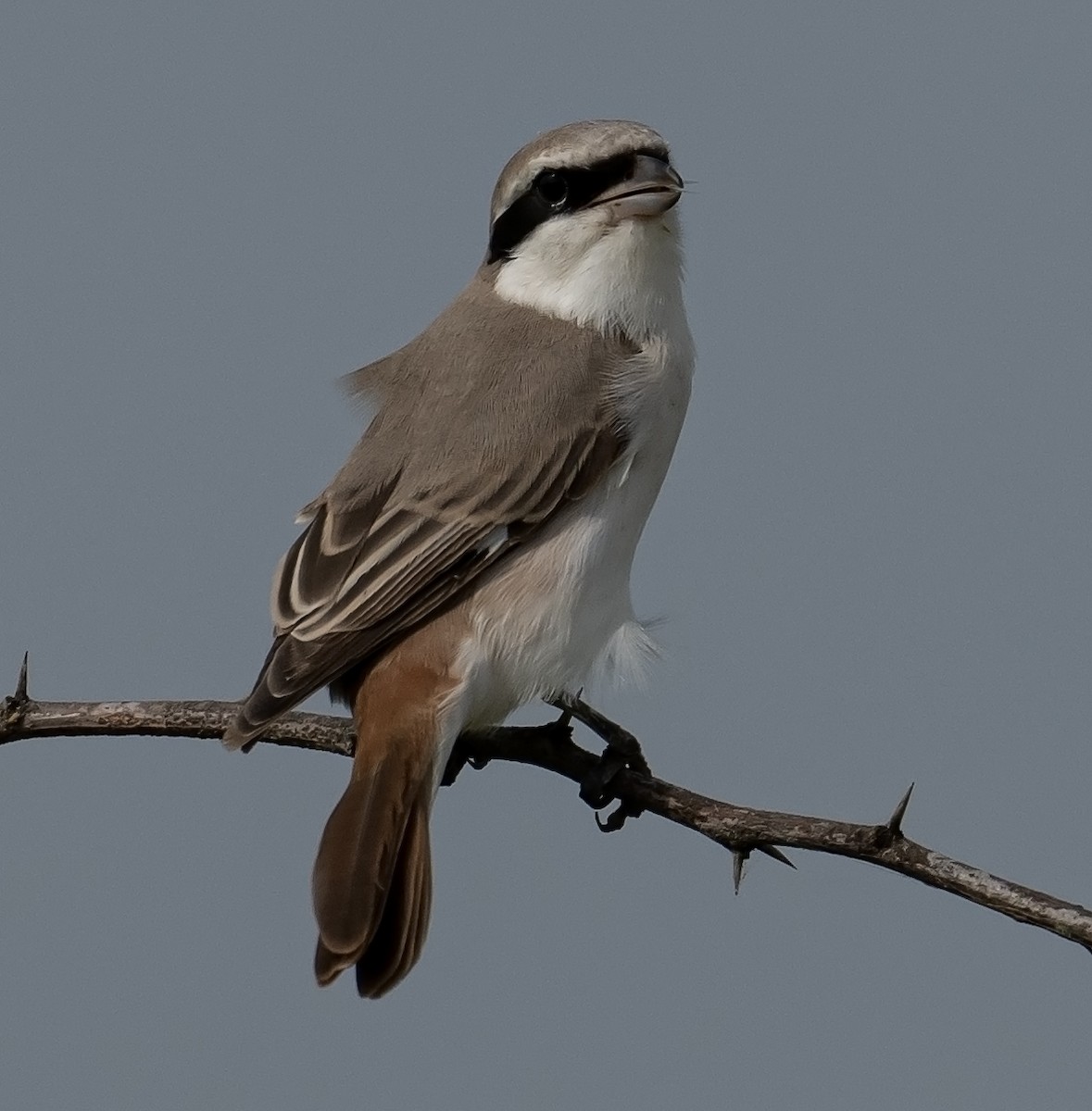 Red-tailed Shrike - ML624244671