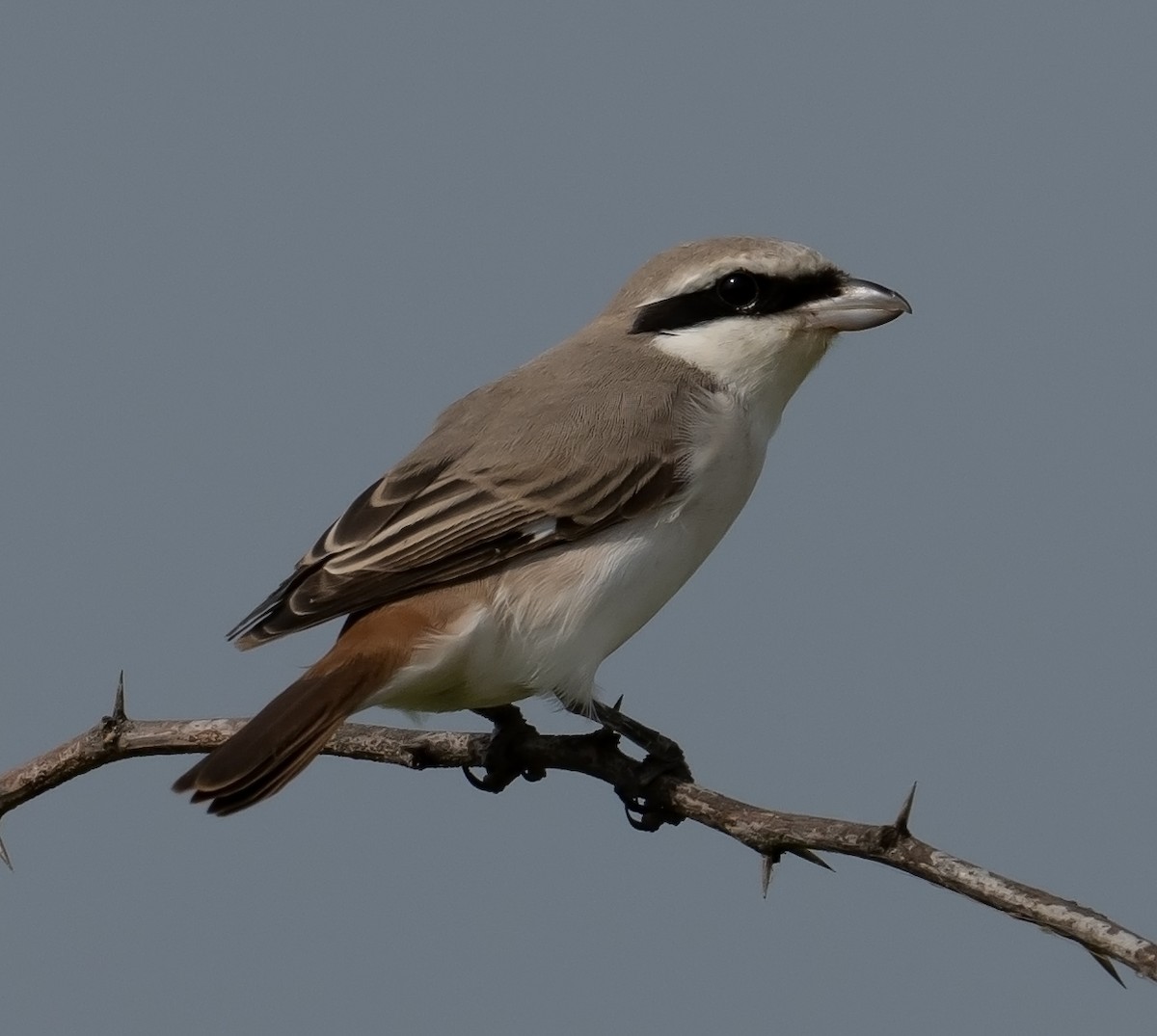 Red-tailed Shrike - ML624244672