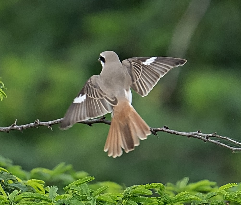 Red-tailed Shrike - ML624244673