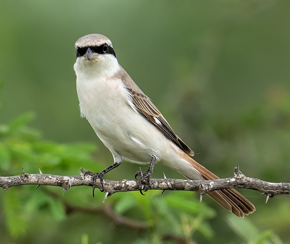 Red-tailed Shrike - ML624244674