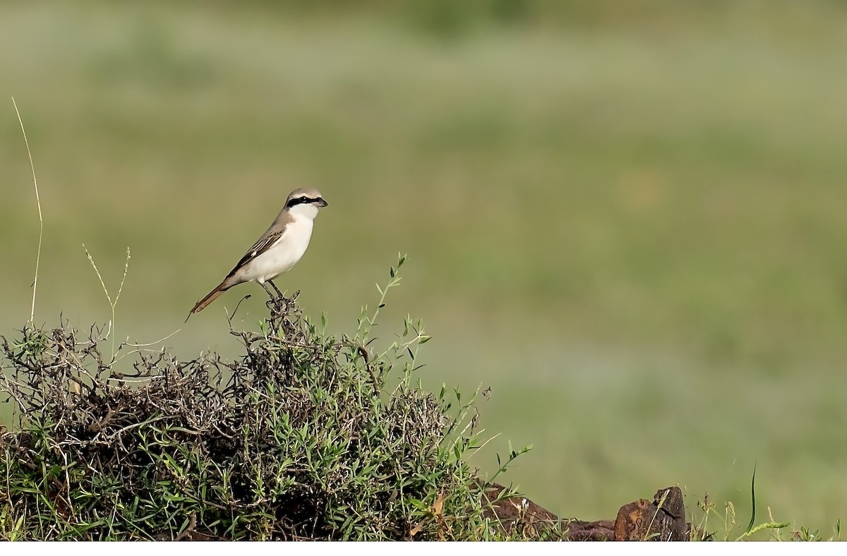 Red-tailed Shrike - ML624244675