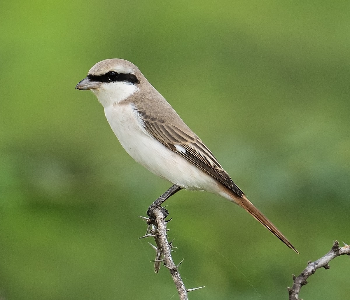 Red-tailed Shrike - ML624244676