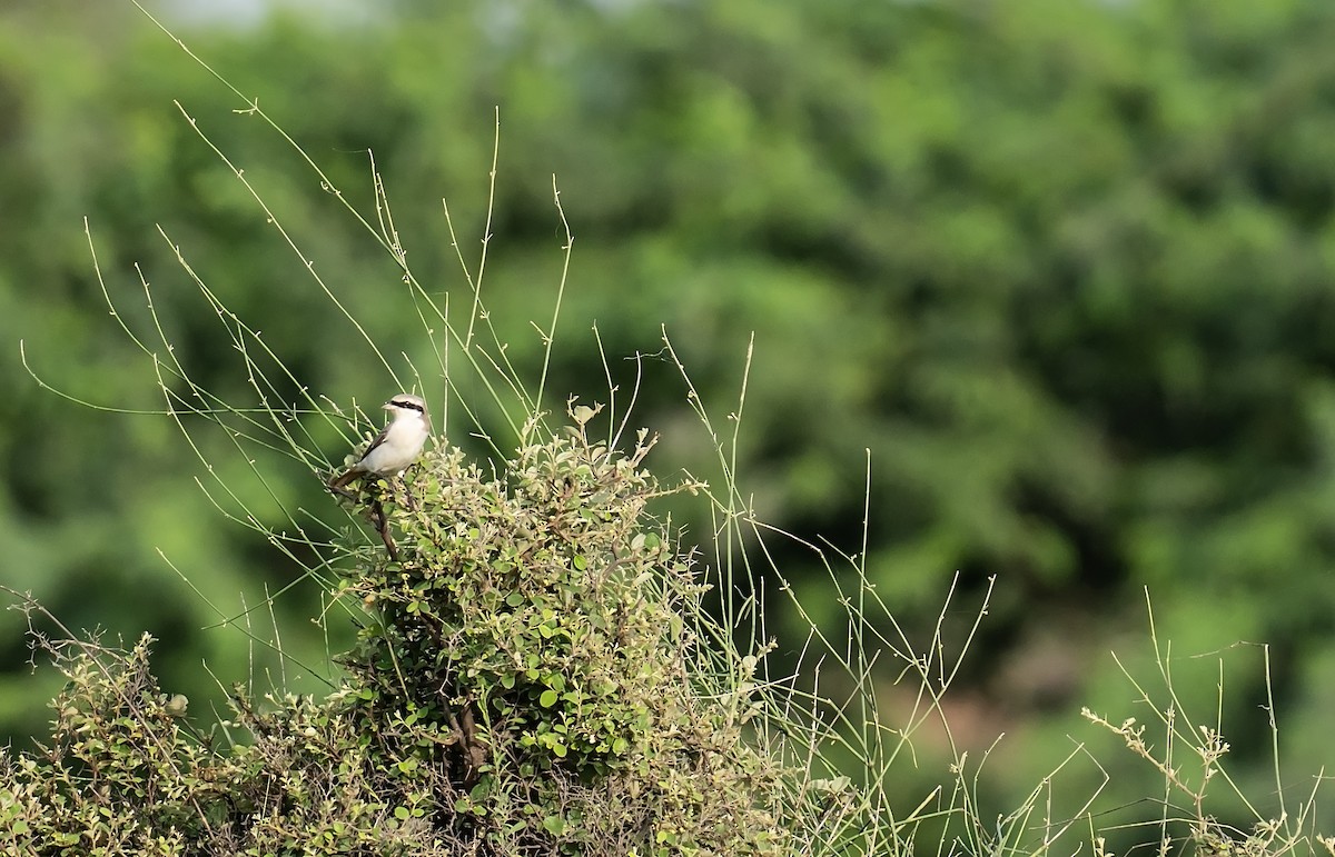 Red-tailed Shrike - jaysukh parekh Suman