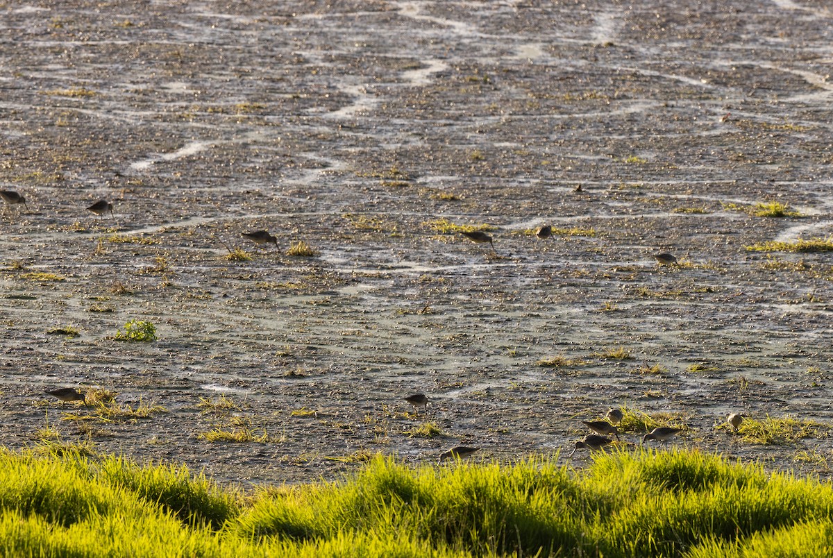 Short-billed/Long-billed Dowitcher - Joe Greenley