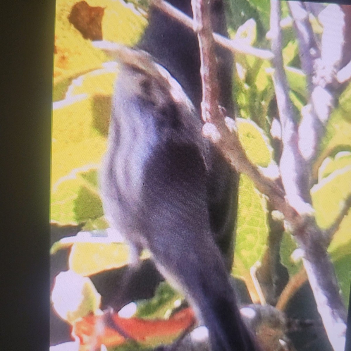 new world warbler sp. - ML624244704