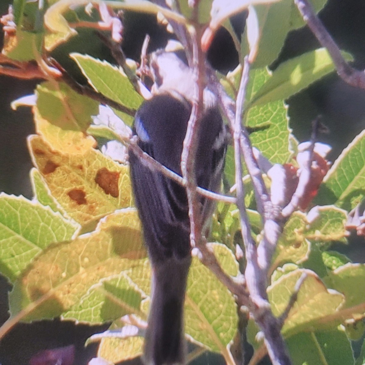 new world warbler sp. - ML624244705