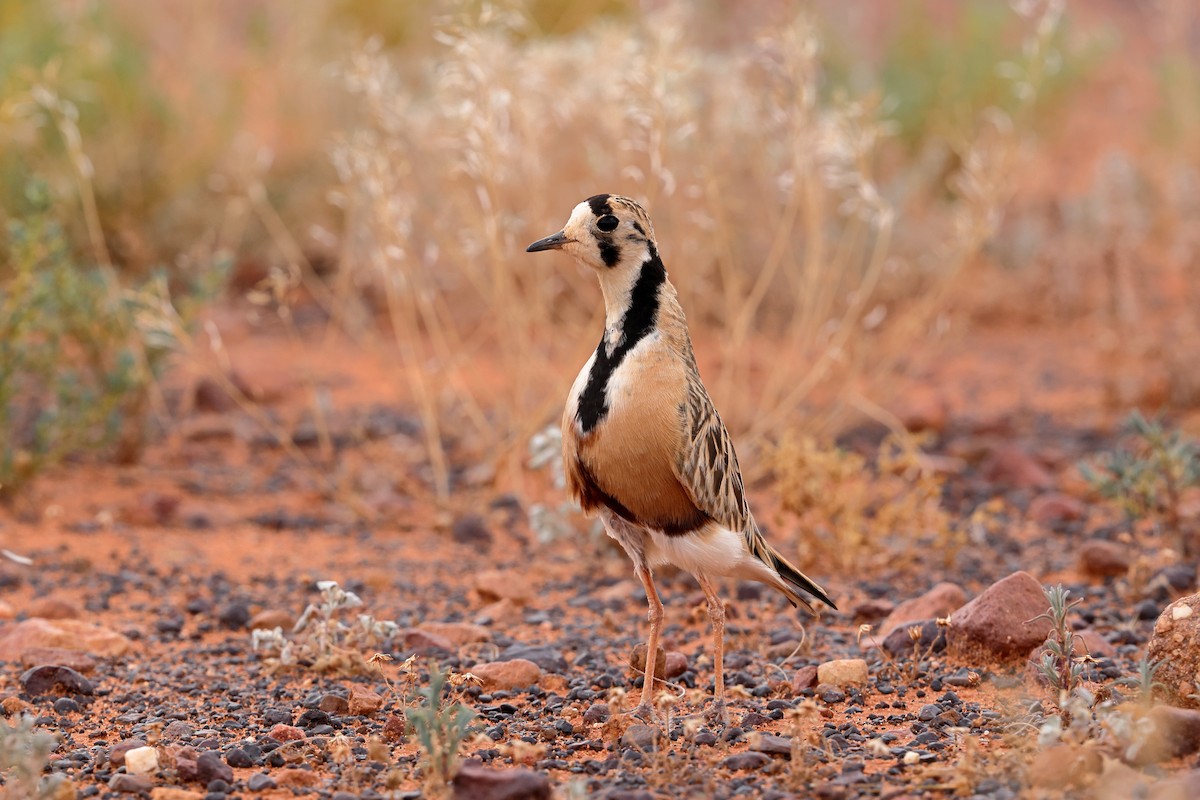 Inland Dotterel - ML624244731