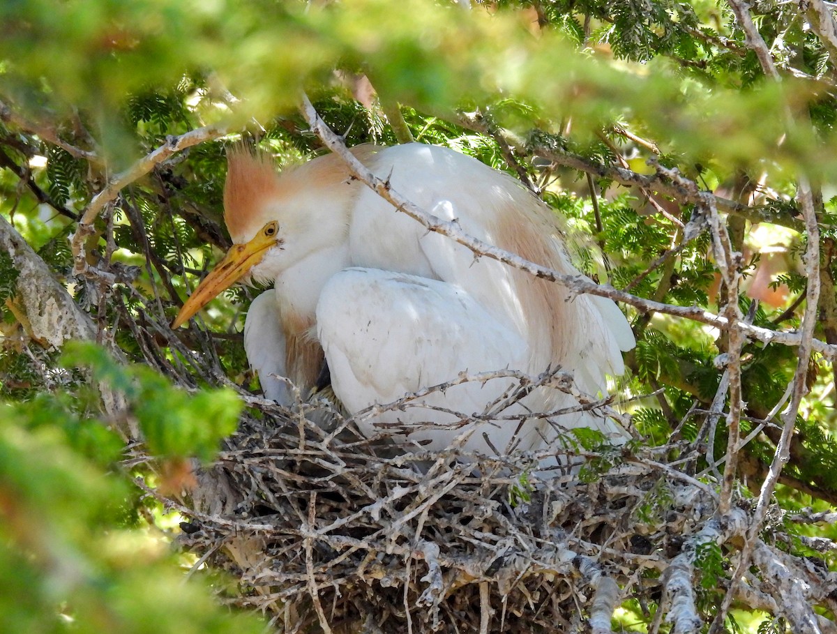 Western Cattle Egret - James Earles