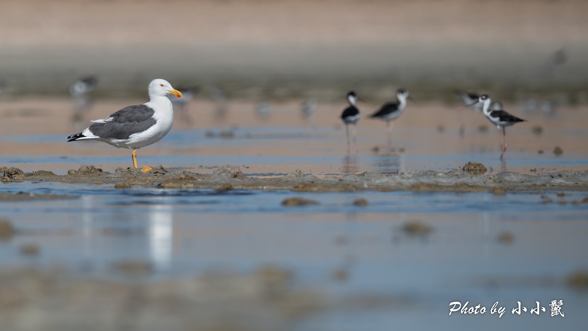 Yellow-footed Gull - Hanyang Ye