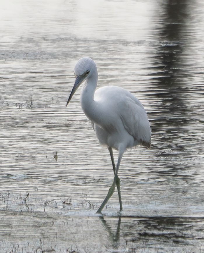 Little Blue Heron - ML624244814