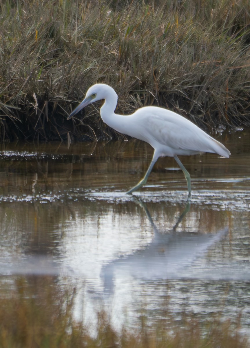 Little Blue Heron - ML624244815