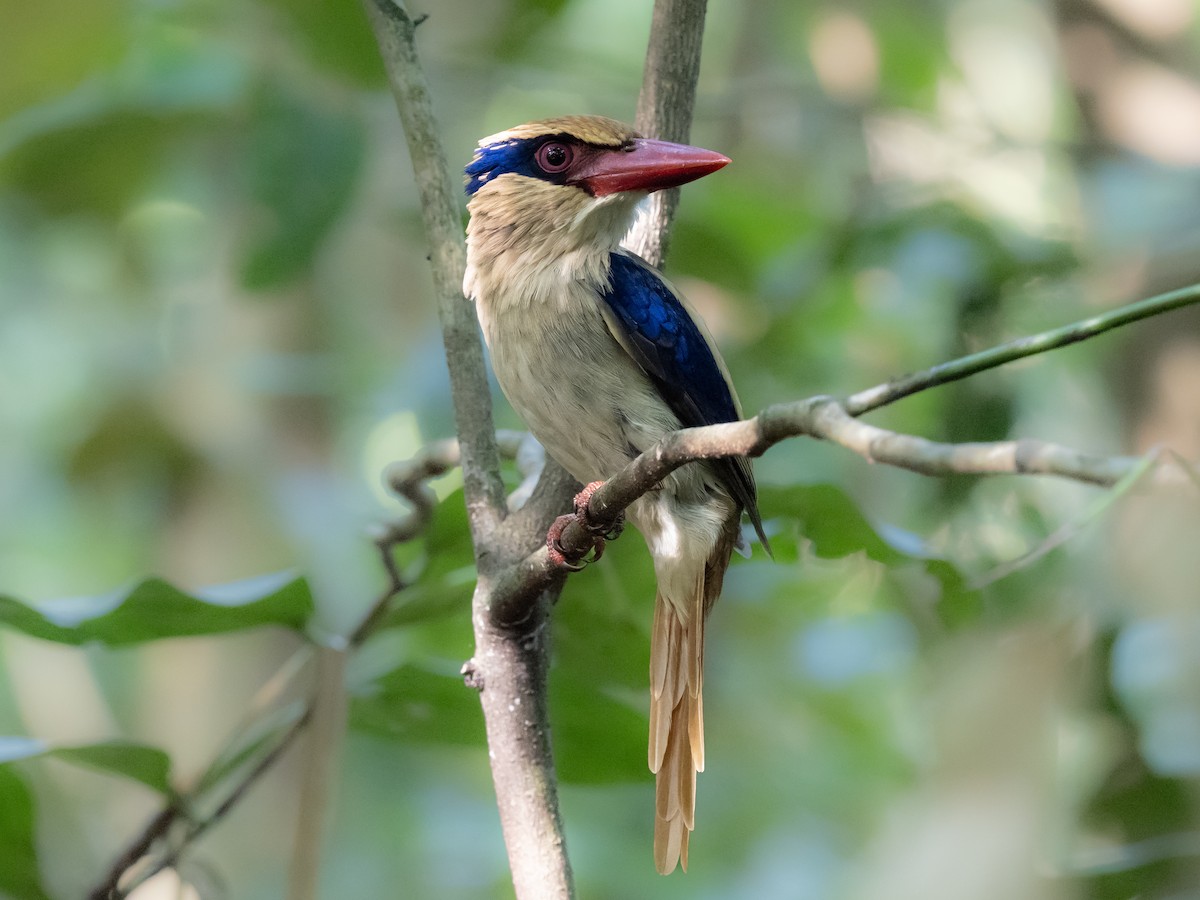 Sulawesi Lilac Kingfisher - ML624244864