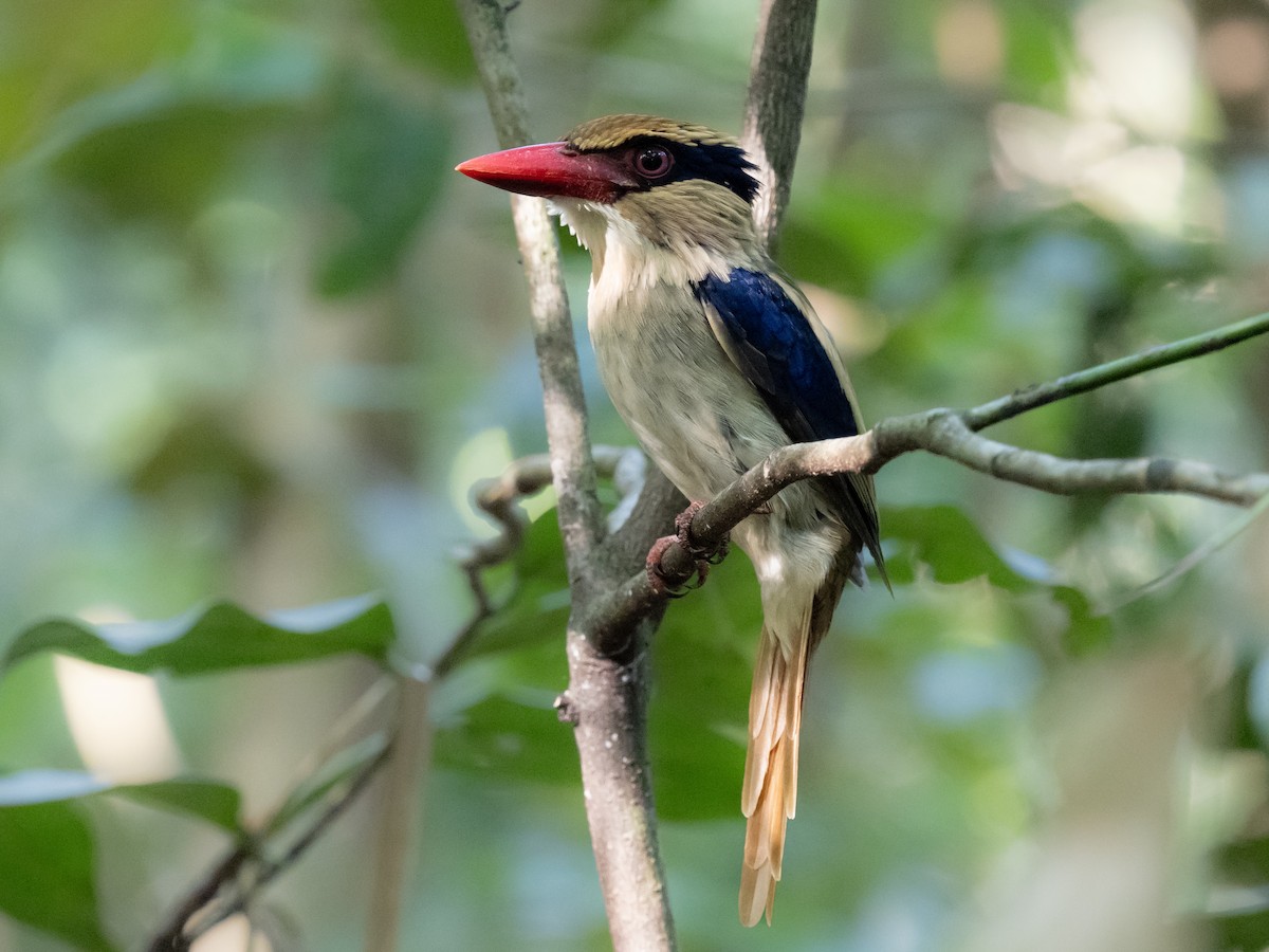 Sulawesi Lilac Kingfisher - ML624244865