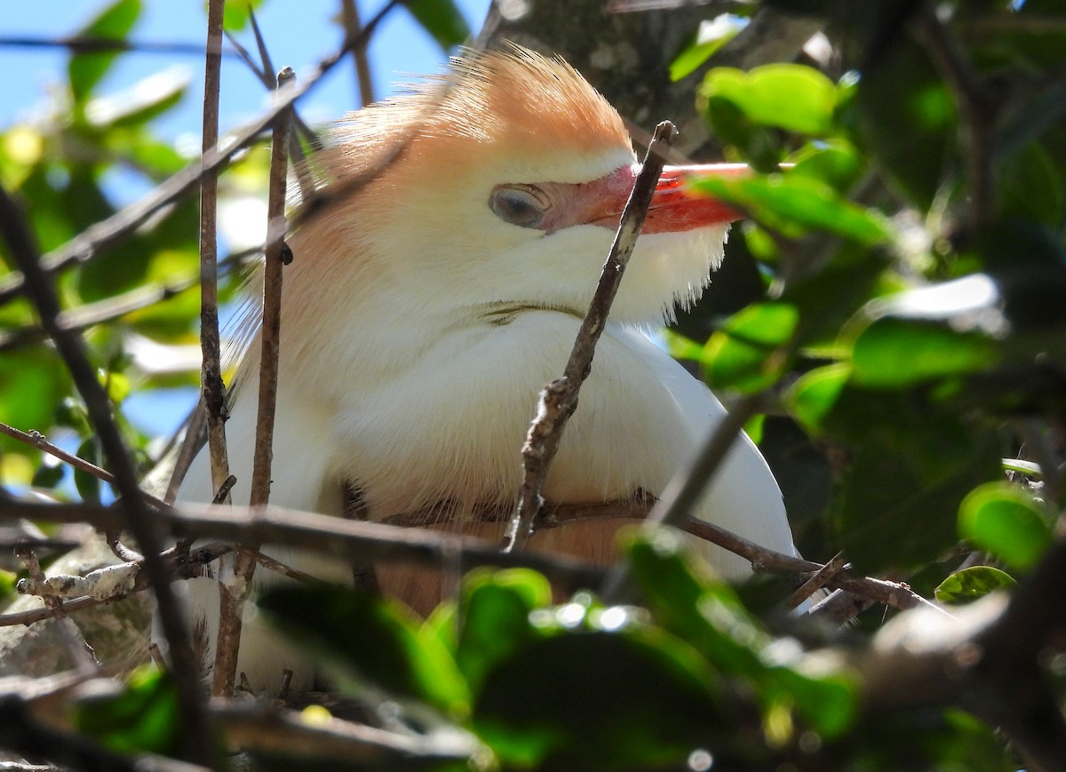 Western Cattle Egret - James Earles