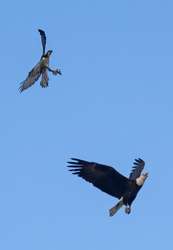 Weißkopf-Seeadler - ML624244889