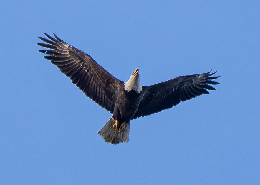 Weißkopf-Seeadler - ML624244891