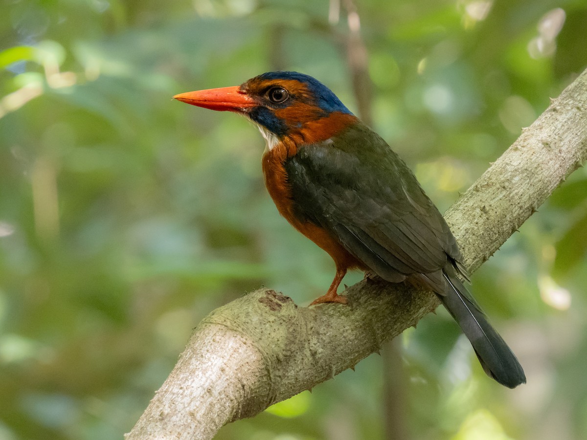 Green-backed Kingfisher - Ivan Leshukov