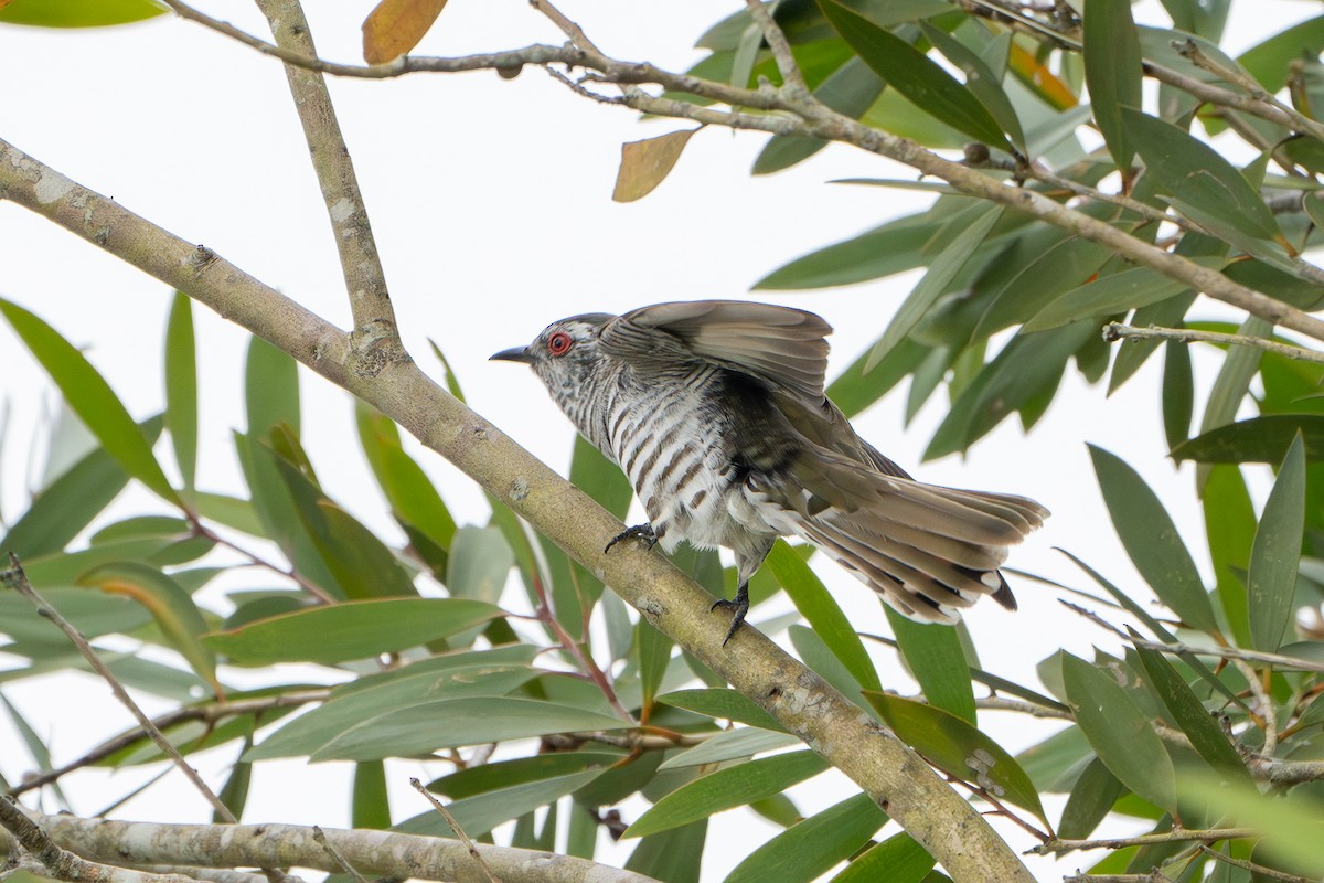 Little Bronze-Cuckoo - ML624244934