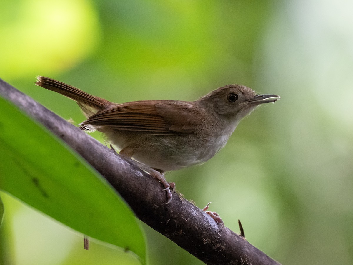 Sulawesi Babbler - ML624244943