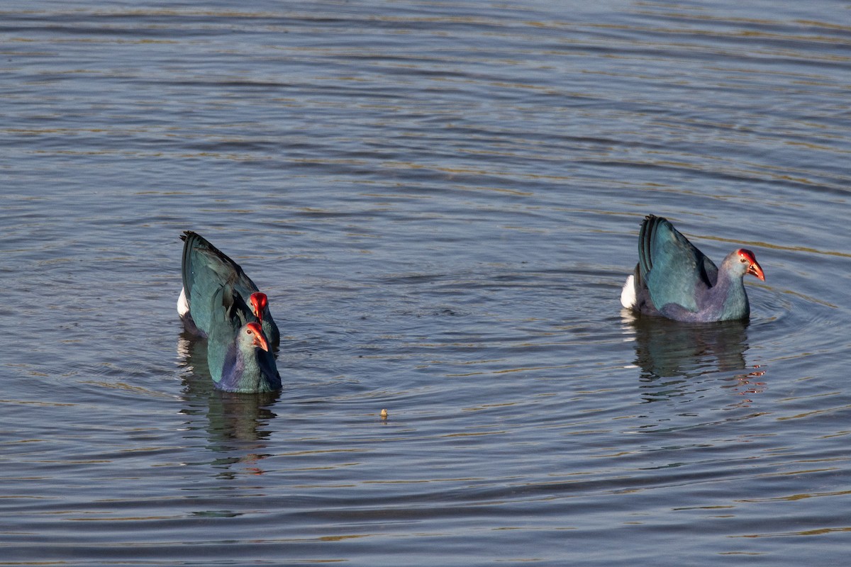 Gray-headed Swamphen - ML624244948