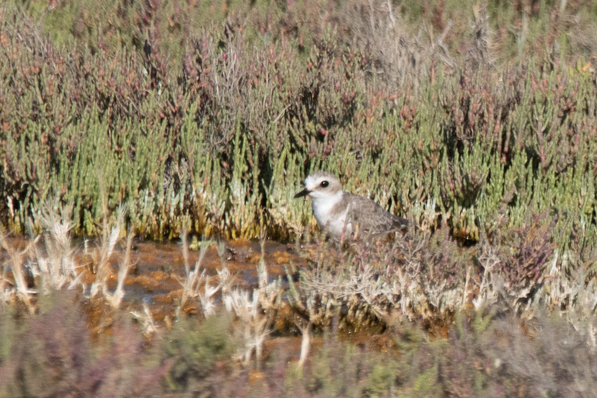 Kentish Plover - YILMAZ TANIYICI