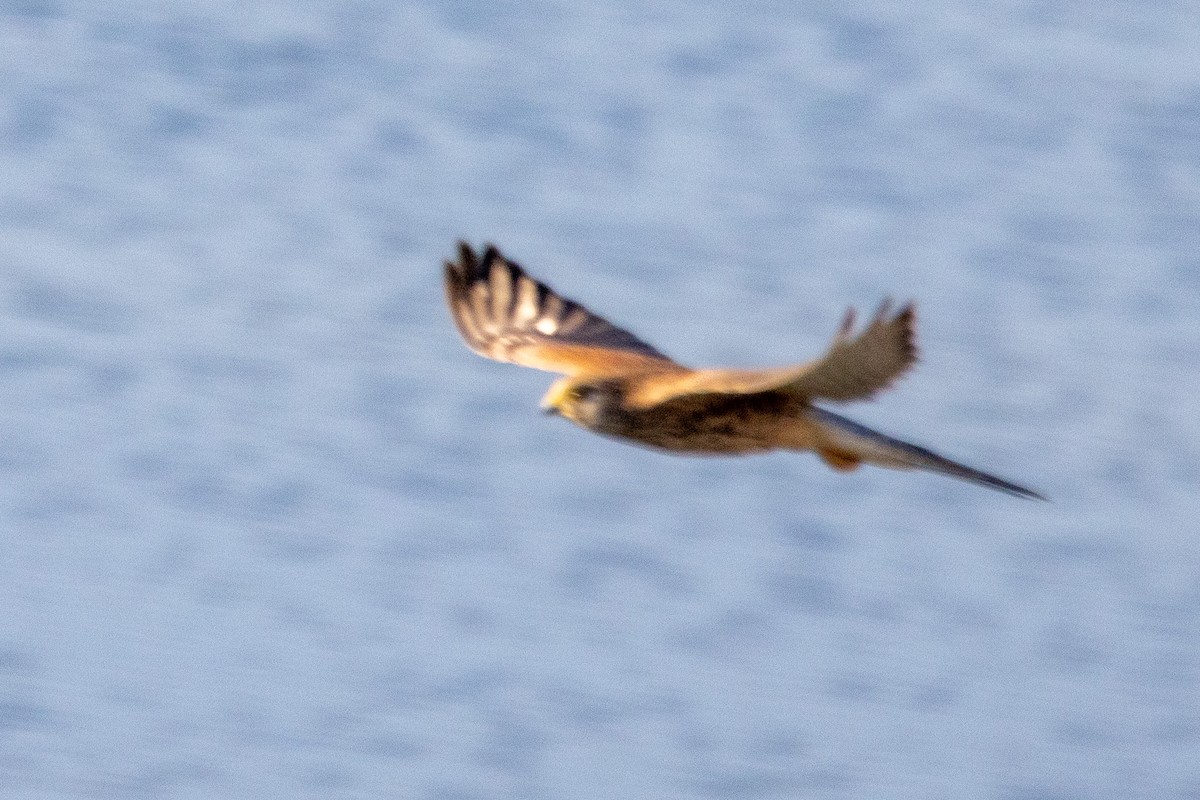 Eurasian Kestrel - ML624244959