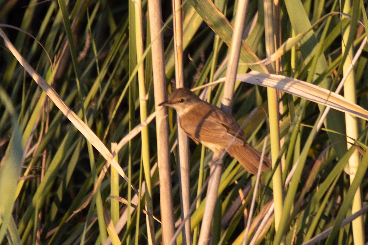 Common Reed Warbler - ML624244960