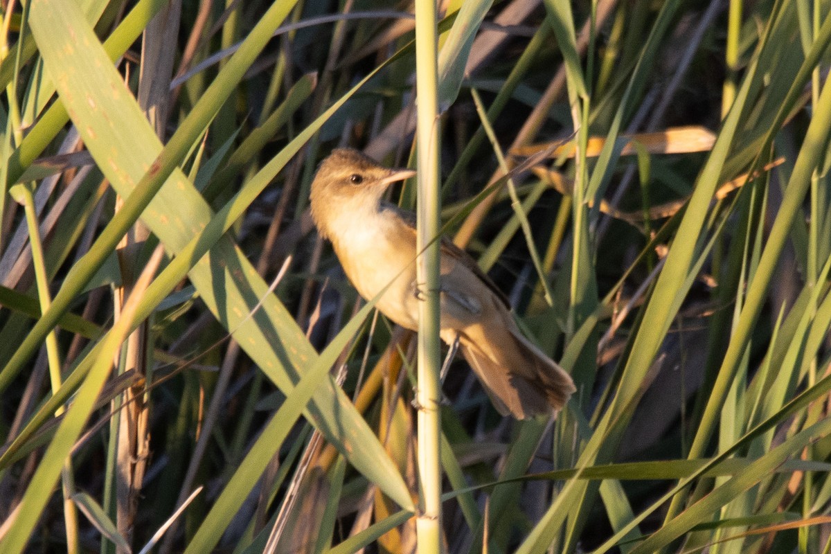 Common Reed Warbler - ML624244965