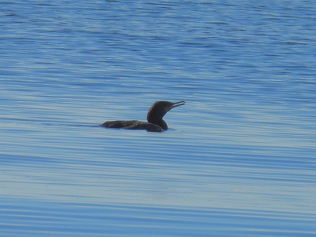 Double-crested Cormorant - Melody Walsh