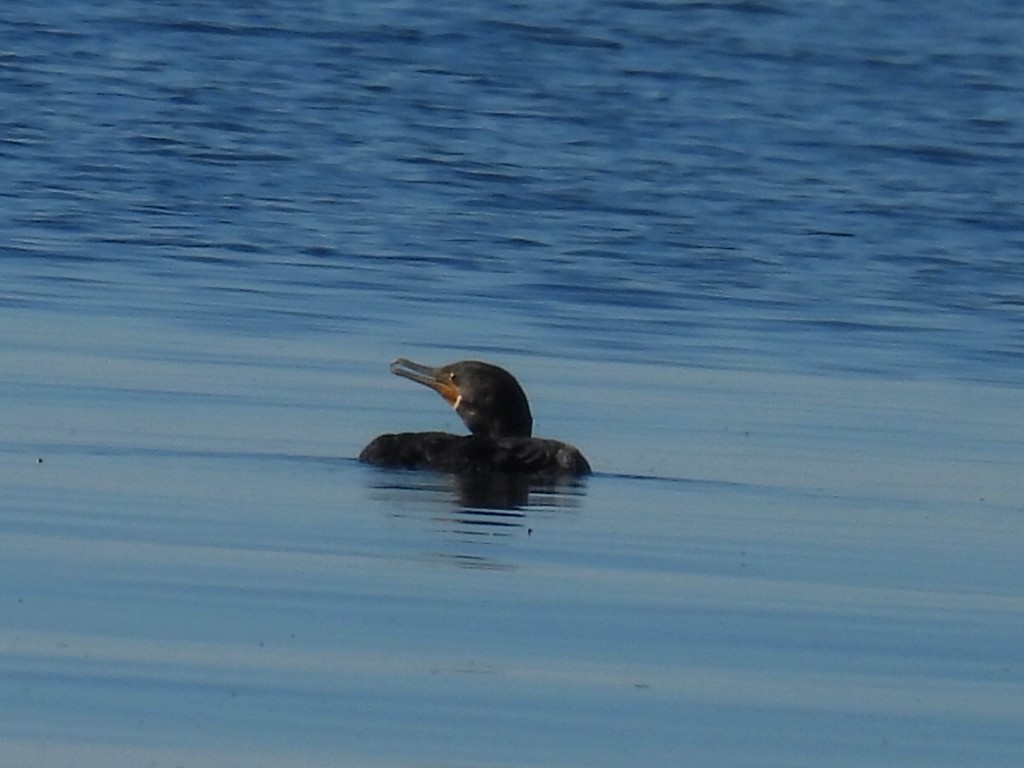 Double-crested Cormorant - ML624244967