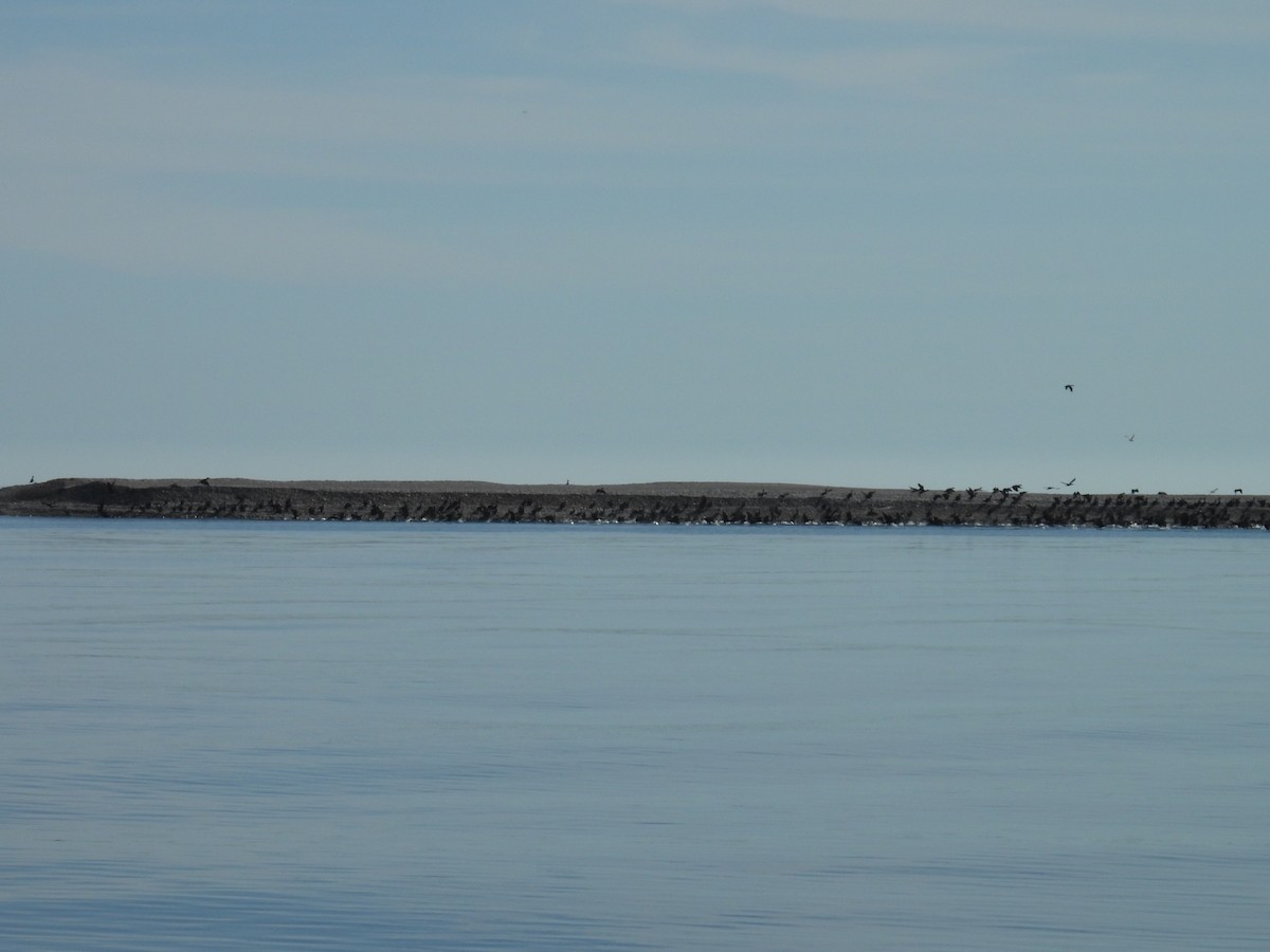 Double-crested Cormorant - ML624244969