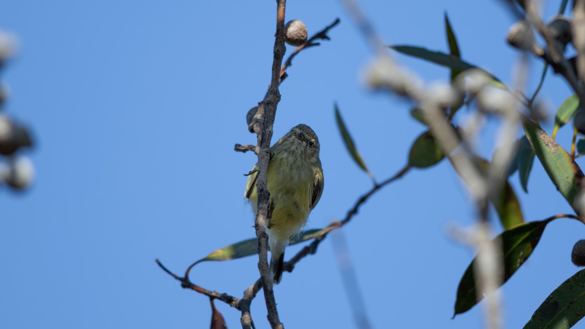 Weebill - paul mclelland